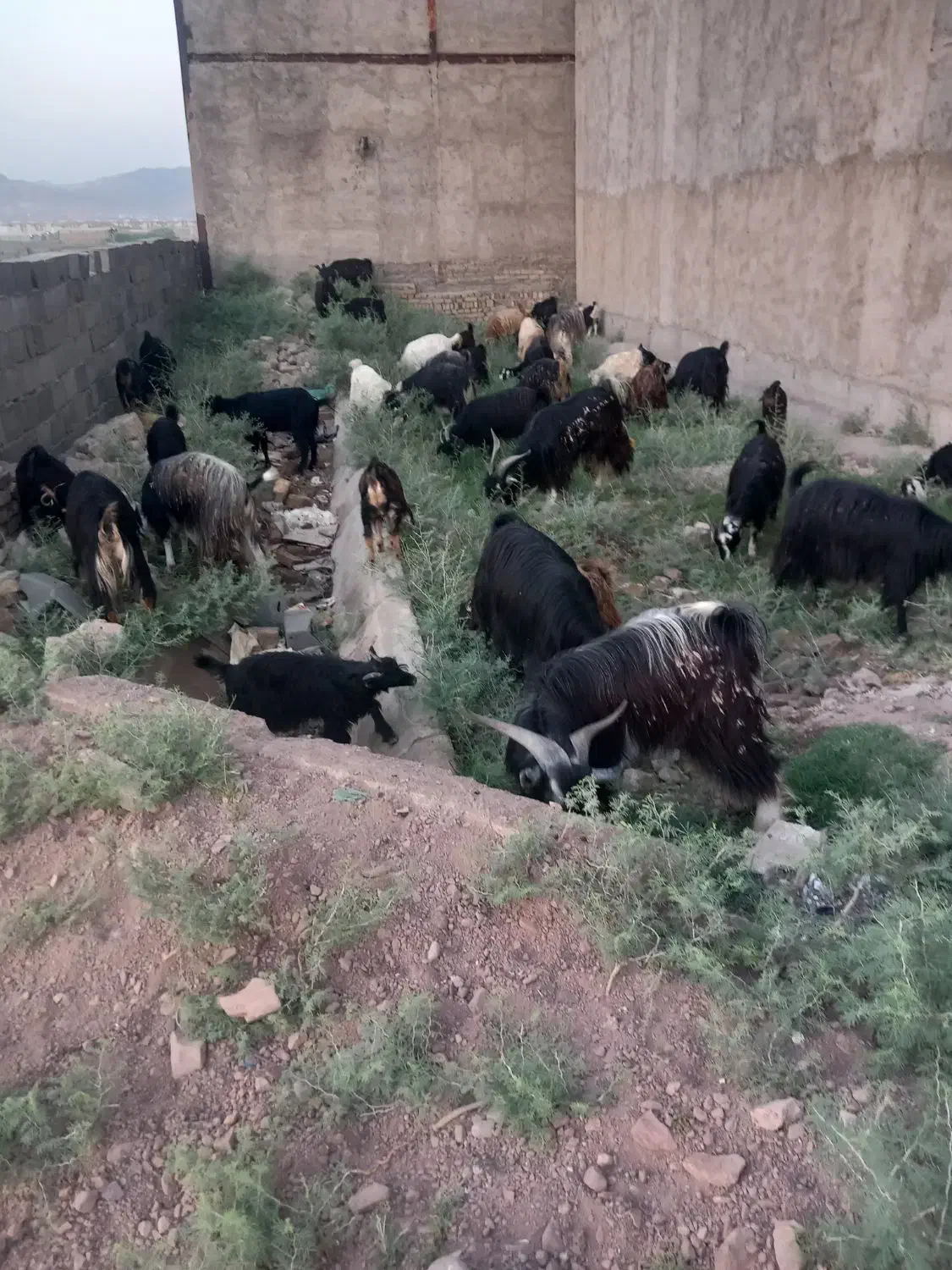 بزجوان|حیوانات مزرعه|خاوران, |دیوار