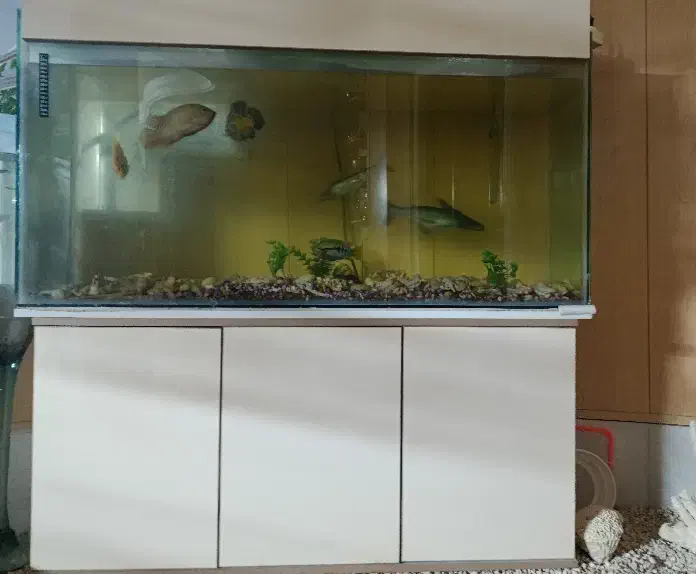 آکواریوم|ماهی|آباده, |دیوار