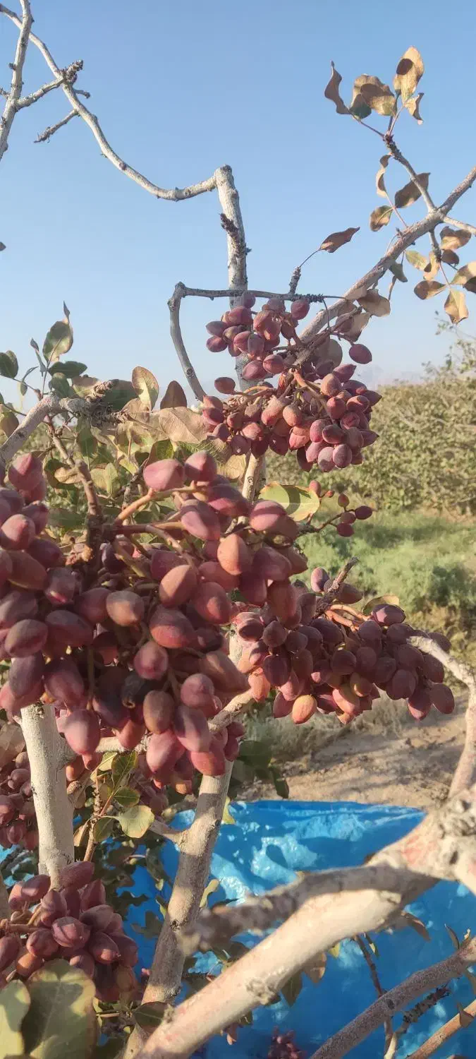 خرید پسته پوک وگو و نخودی روآبی|خدمات باغبانی و درختکاری|رفسنجان, |دیوار