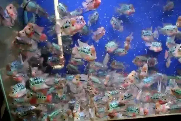 فروش ویژه جوجه فلاورهورن وارداتی نژاد رِد دراگون|ماهی|کرمان, |دیوار