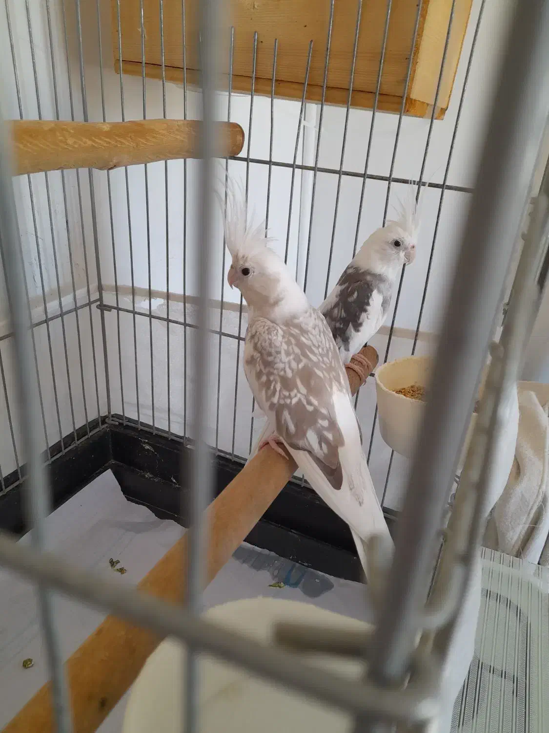 مولد واقعی عروس هلندی عتیقه|پرنده|آستارا, |دیوار