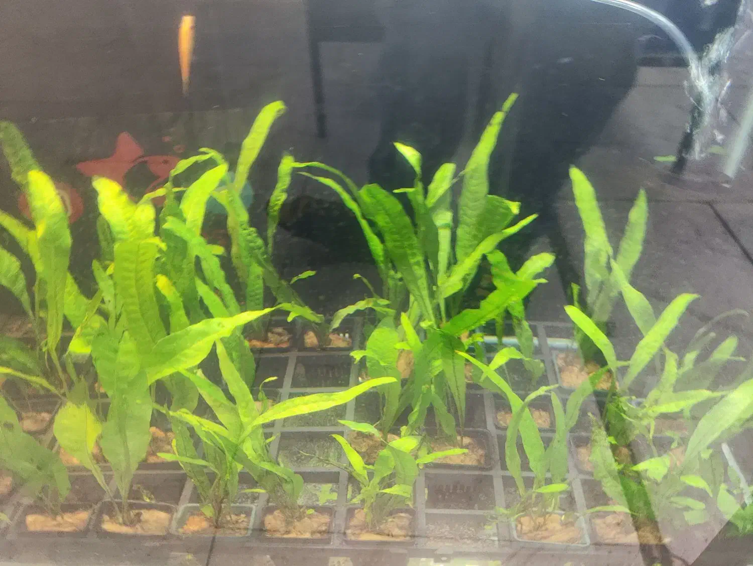 انواع گیاه های آکواریوم پلنت بصورت گلدانی فقط 55|ماهی|مشهد, فاطمیه|دیوار