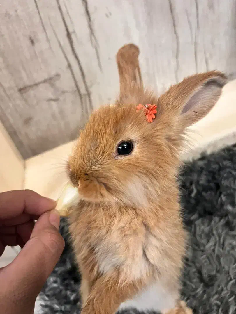 خرگوش|حیوانات مزرعه|محلات, |دیوار