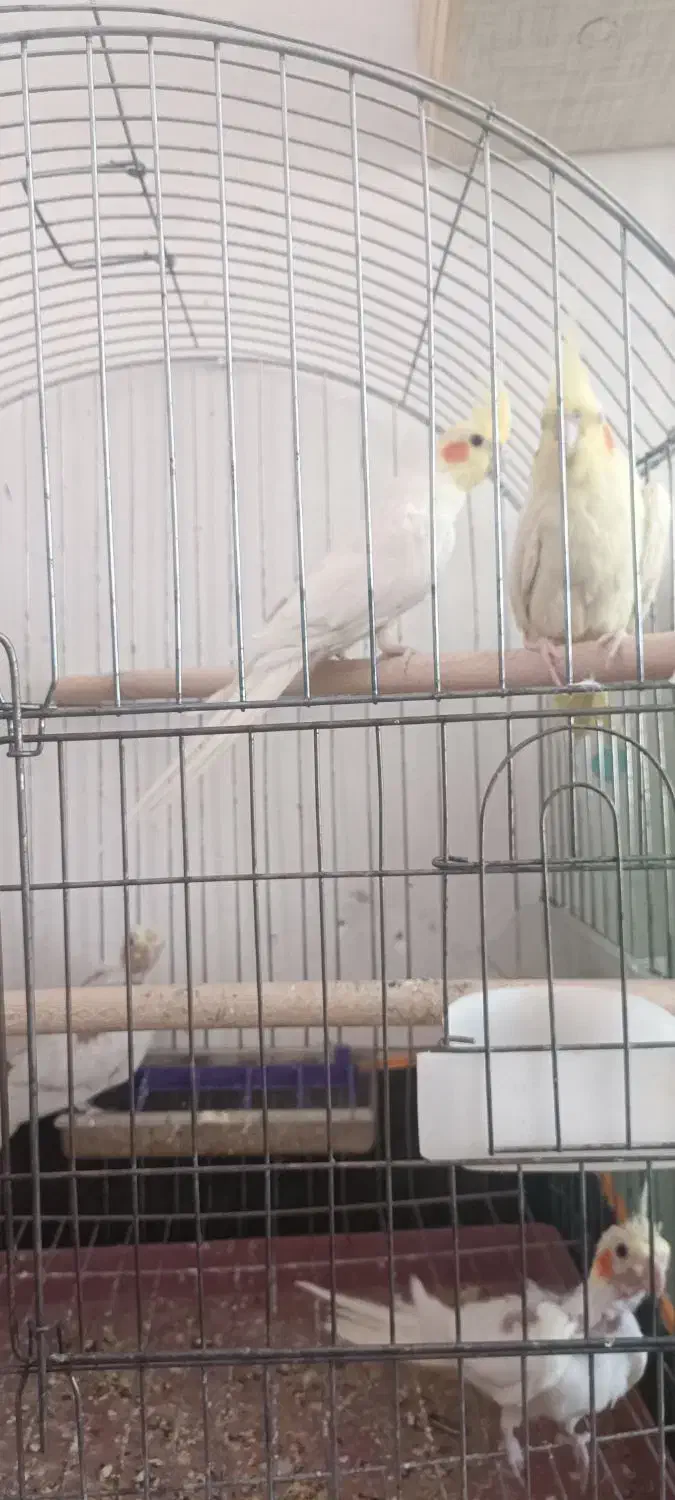 عروس هلندی لوتینو مولد با دو تا جوجه|پرنده|شیراز, شهرک جماران|دیوار