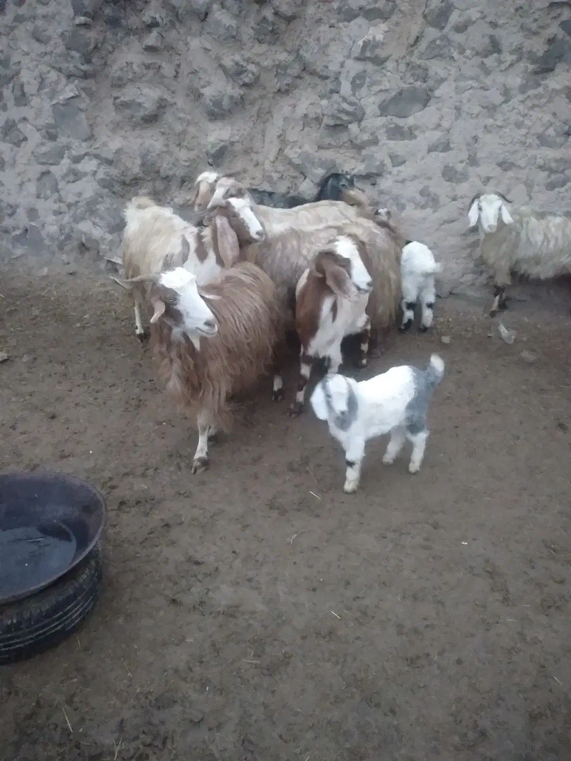 ۷راس بزجوان|حیوانات مزرعه|قروه, |دیوار