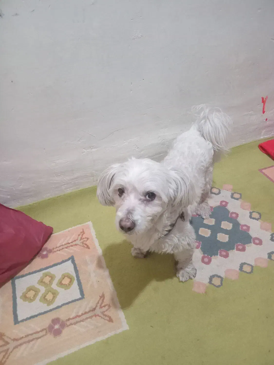 سگ پودل نر|سگ|سرخه حصار, |دیوار