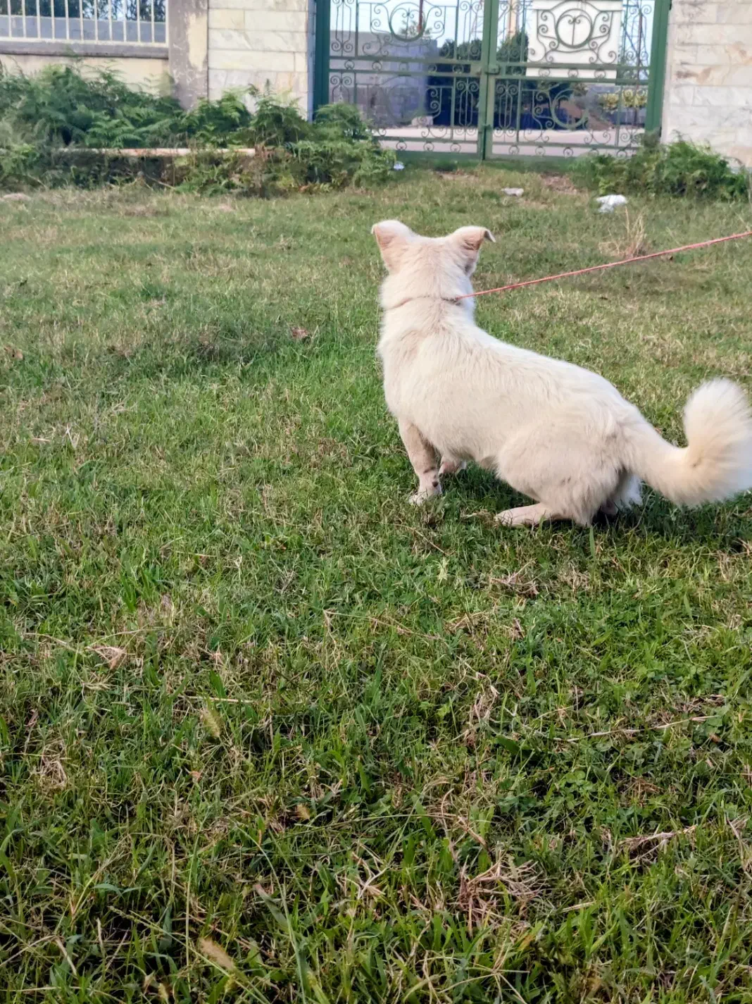 سگ پاکوتاه خوشگل اص معاوضه هم دارم|سگ|چابکسر, |دیوار