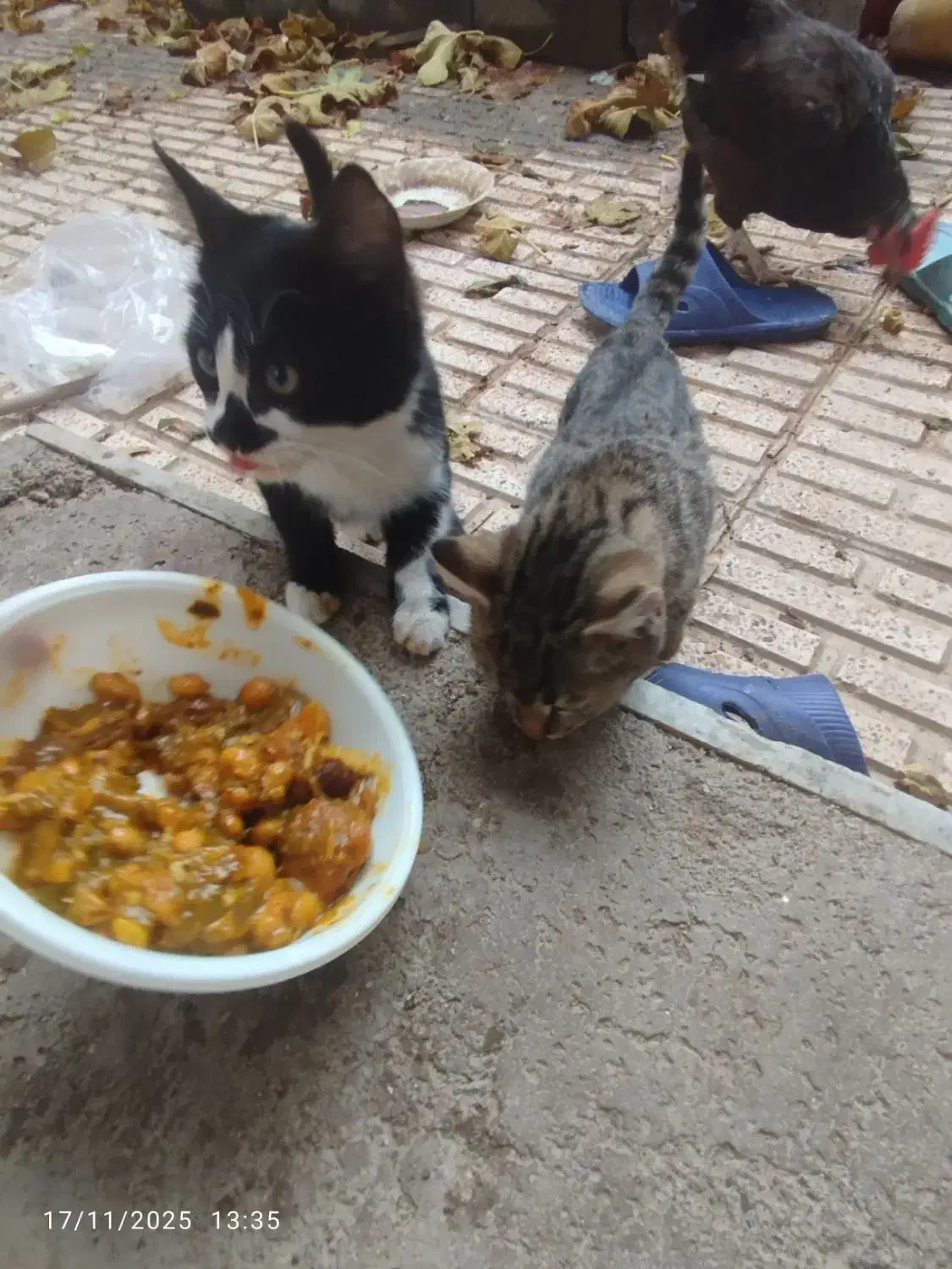 واگذاری گربه|گربه|تبریز, |دیوار