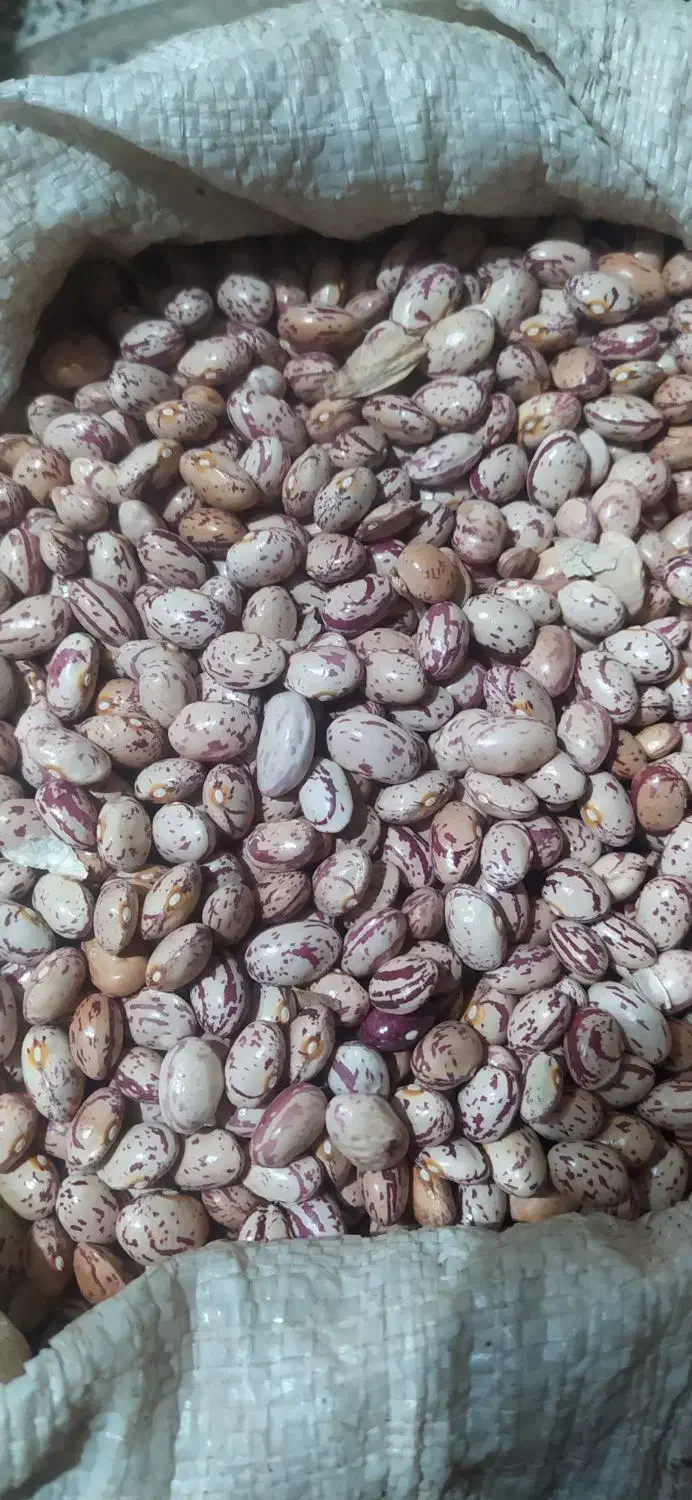 لوبیا چیتی، سفید، قرمز|حراج|لردگان, |دیوار