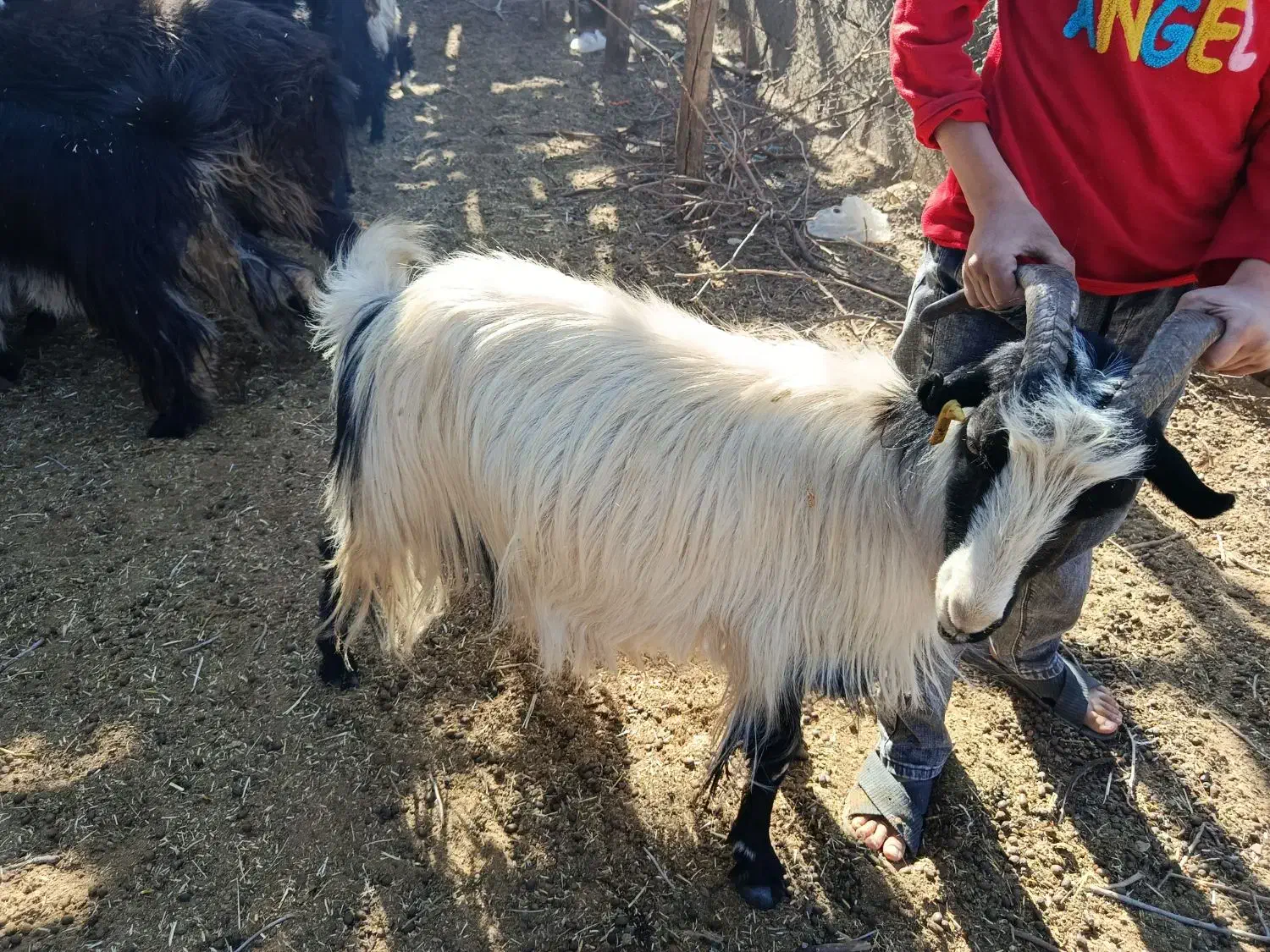 بز چاق برا کشت|حیوانات مزرعه|لردگان, |دیوار