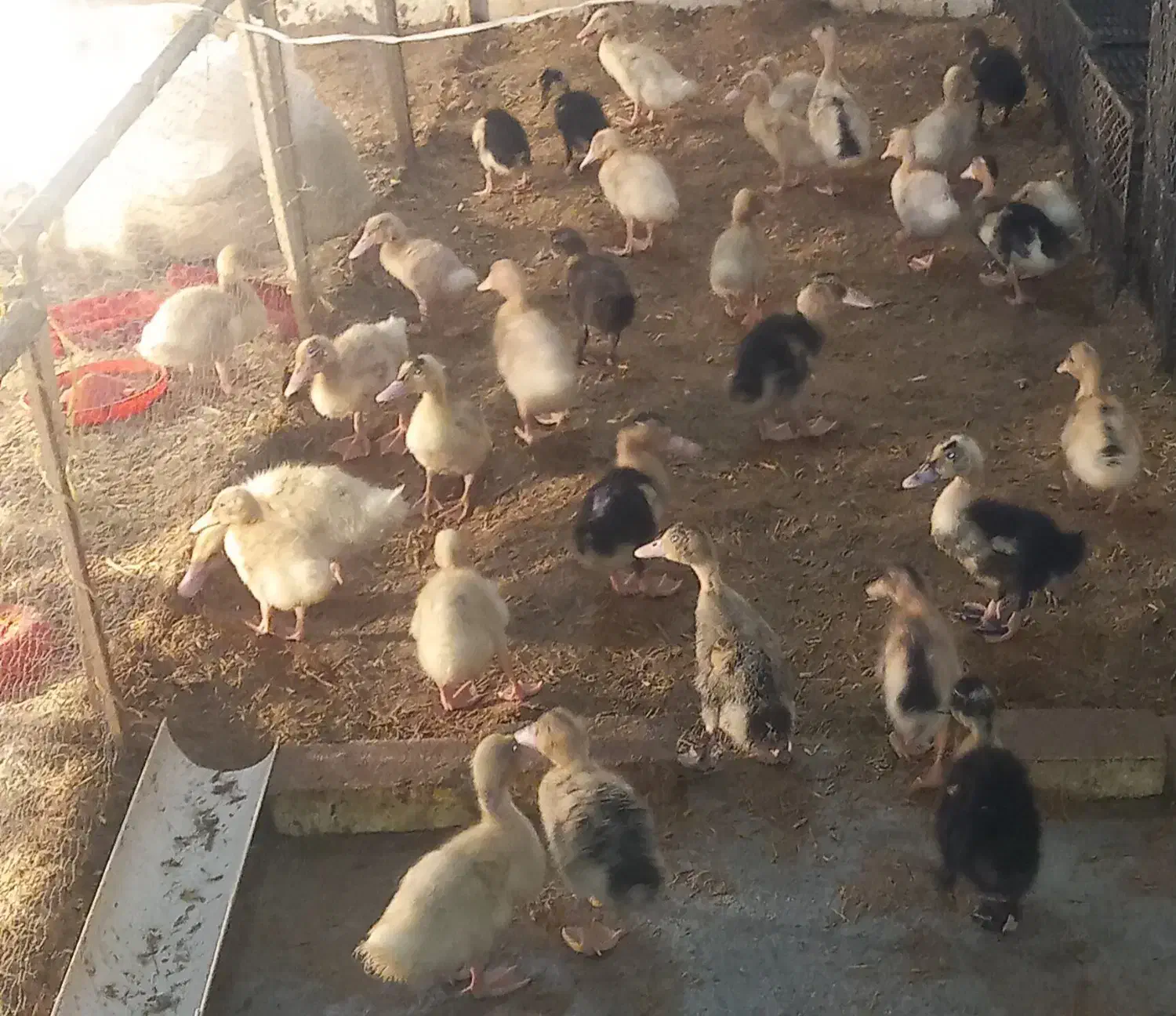 فروش اردک زنده|حیوانات مزرعه|بابلسر, |دیوار