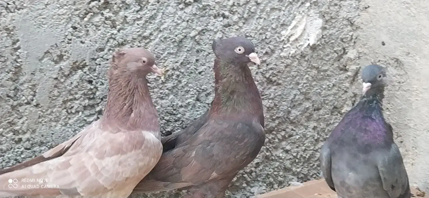 کبوتر خوب، سرور چاپی،و تعدادی کبوتر قیمت مناسب|پرنده|خورموج, |دیوار