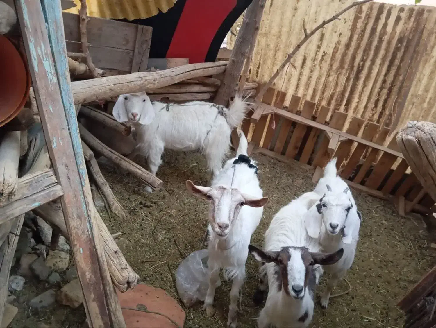 ۲راس بز با دوبزغاله ماده|حیوانات مزرعه|تربتحیدریه, جانبازان|دیوار