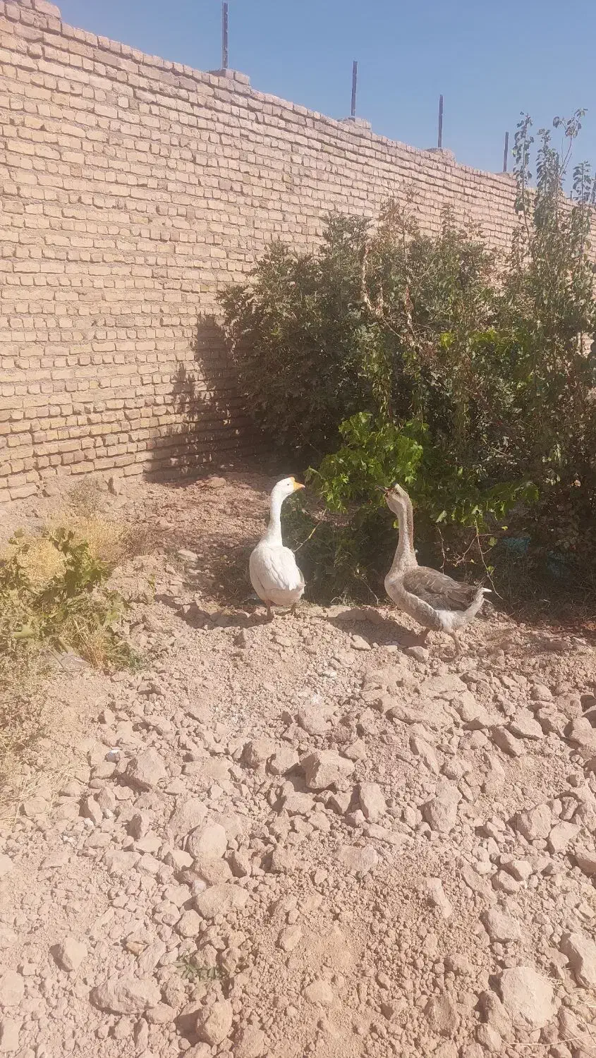 غاز اسراییلی یک جفت|حیوانات مزرعه|نیشابور, مازول|دیوار