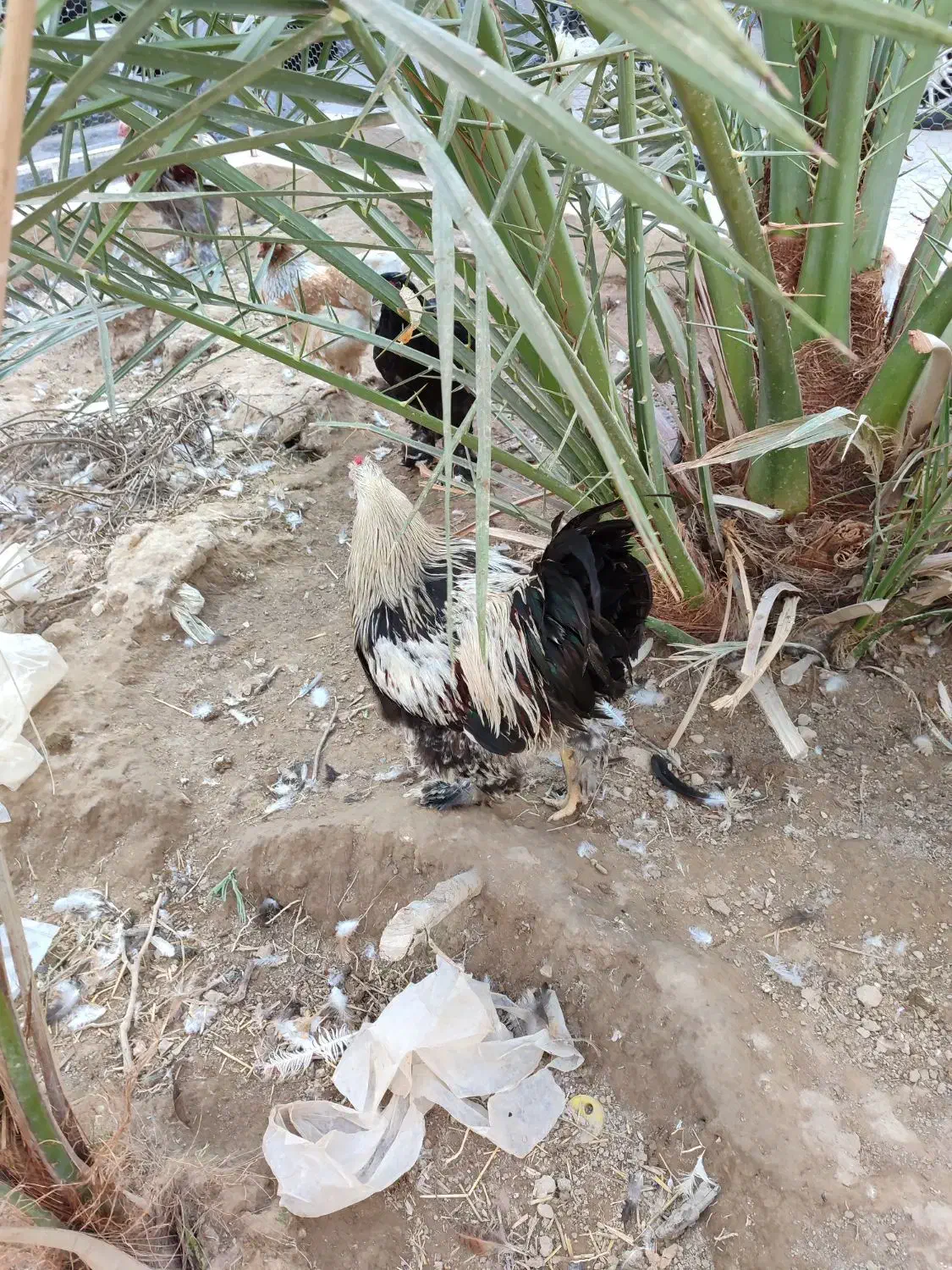 مرغ و خروس برهما|حیوانات مزرعه|برازجان, |دیوار