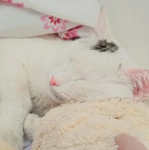 واگذاری گربه|گربه|یاسوج, |دیوار