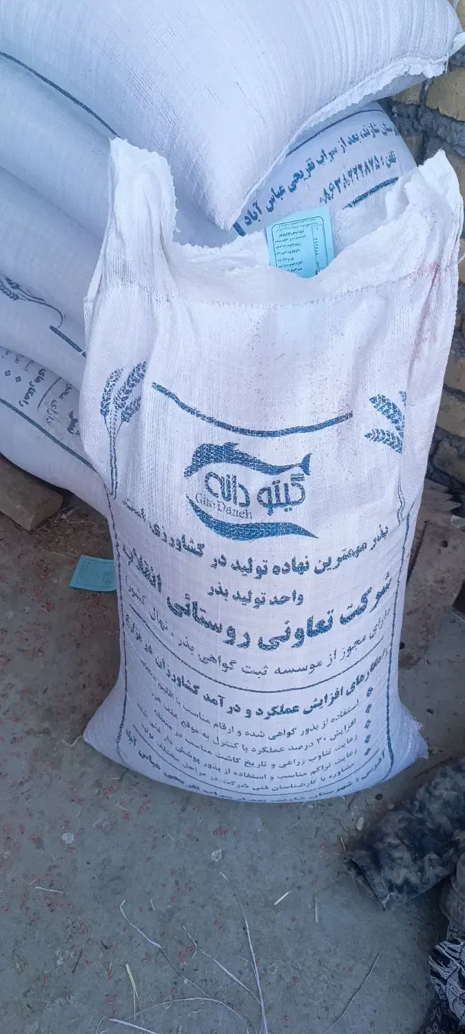 گندم آبی رقم پیشگام|خدمات باغبانی و درختکاری|میلاجرد, |دیوار