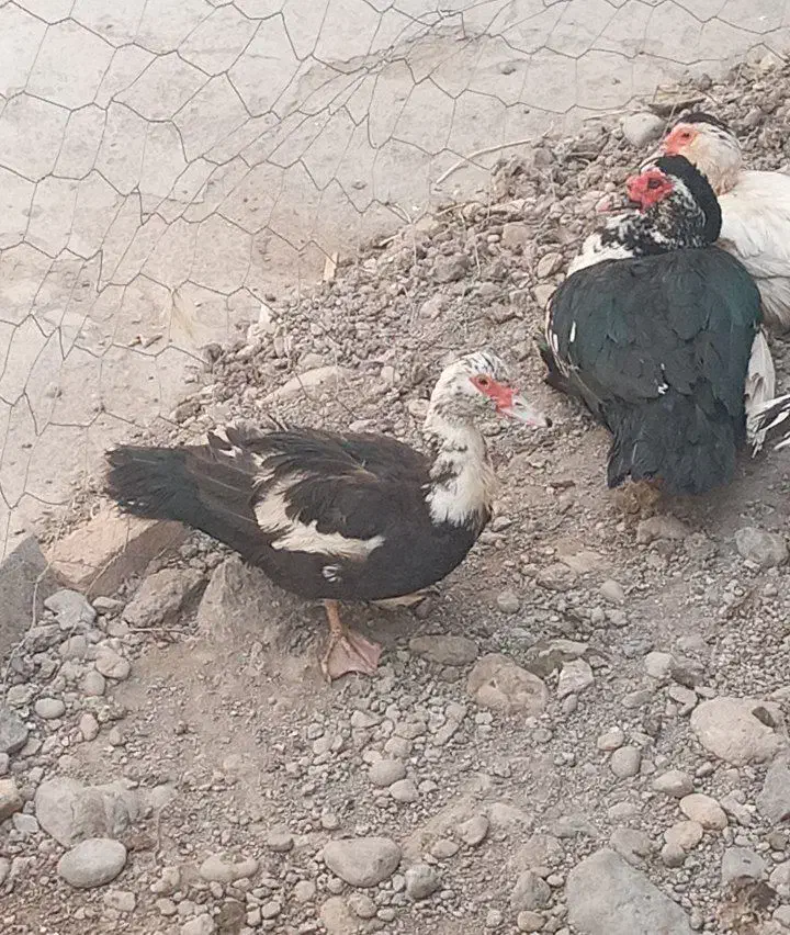 اردک اسراییلی|حیوانات مزرعه|سراب, |دیوار