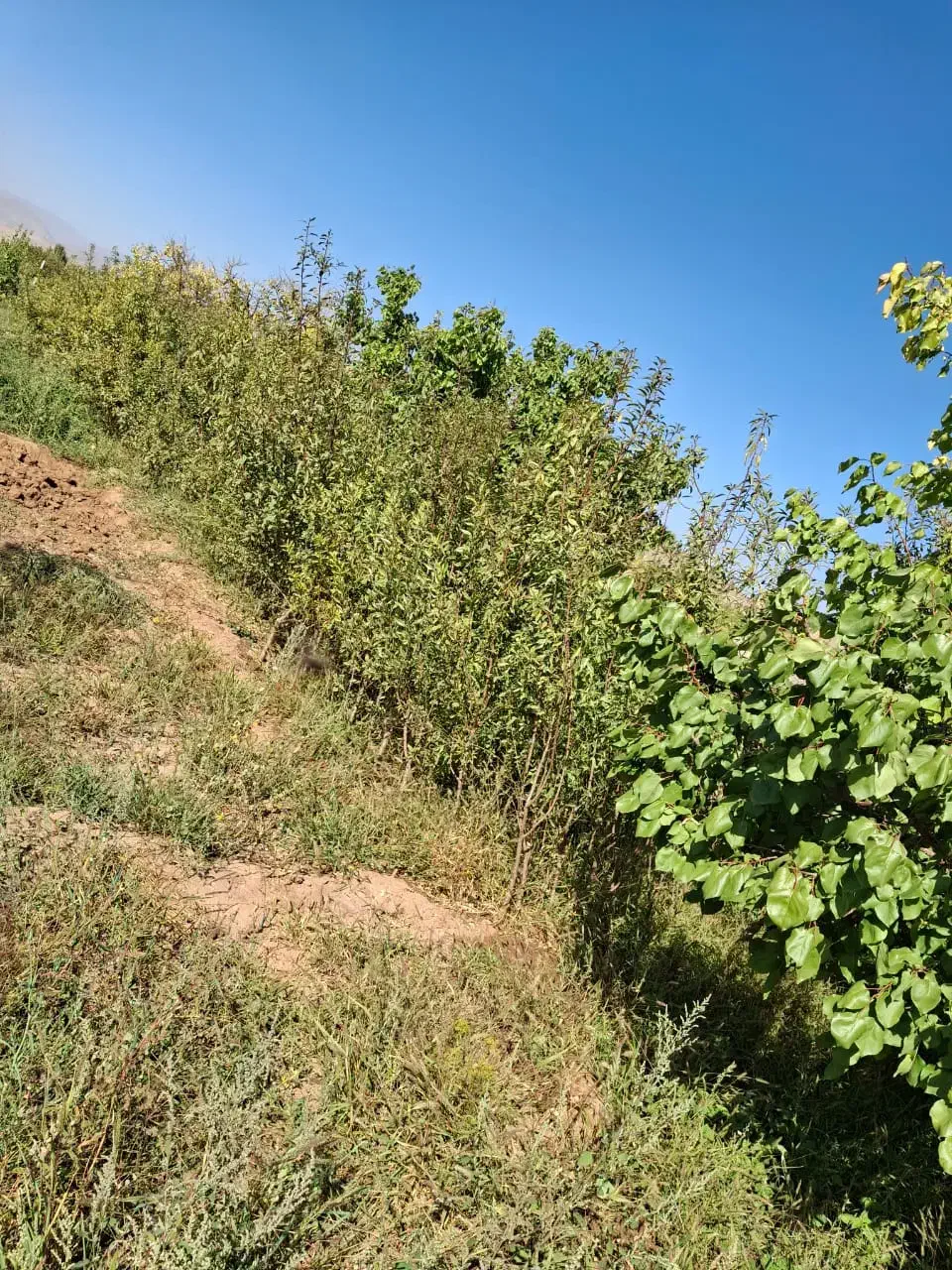 نهال بادام|خدمات باغبانی و درختکاری|سلماس, |دیوار