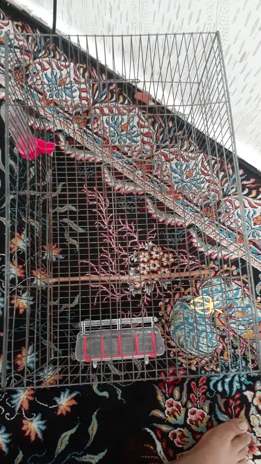 یک قفس درحد نو بزرگ|لوازم جانبی حیوانات|اهواز, پردیس دو|دیوار
