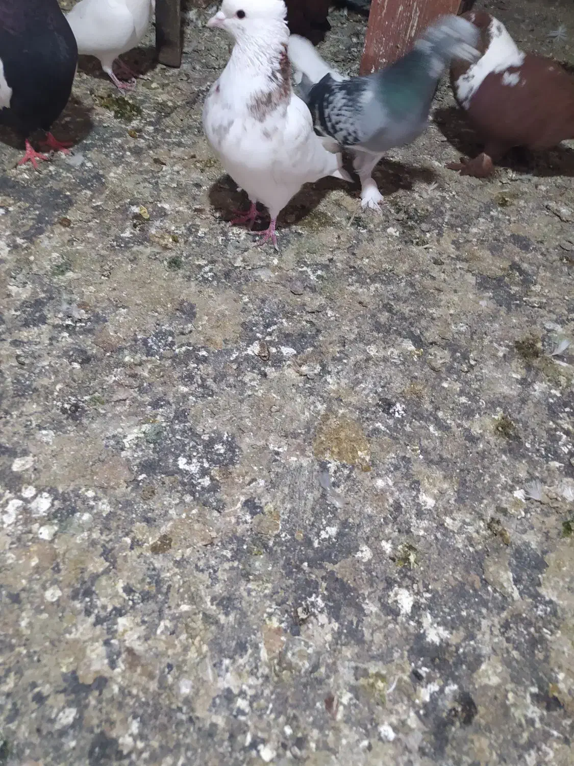 کلفه فراری|پرنده|سیلوانه, |دیوار