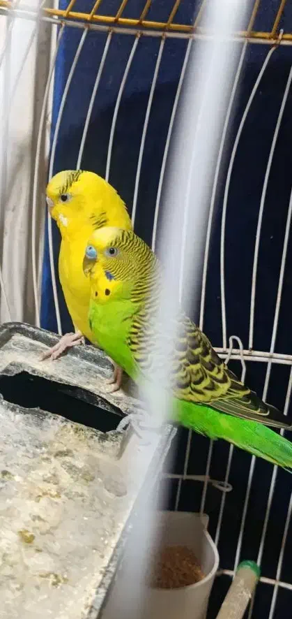 مرغ عشق با قفس|پرنده|بندر امام خمینی, |دیوار