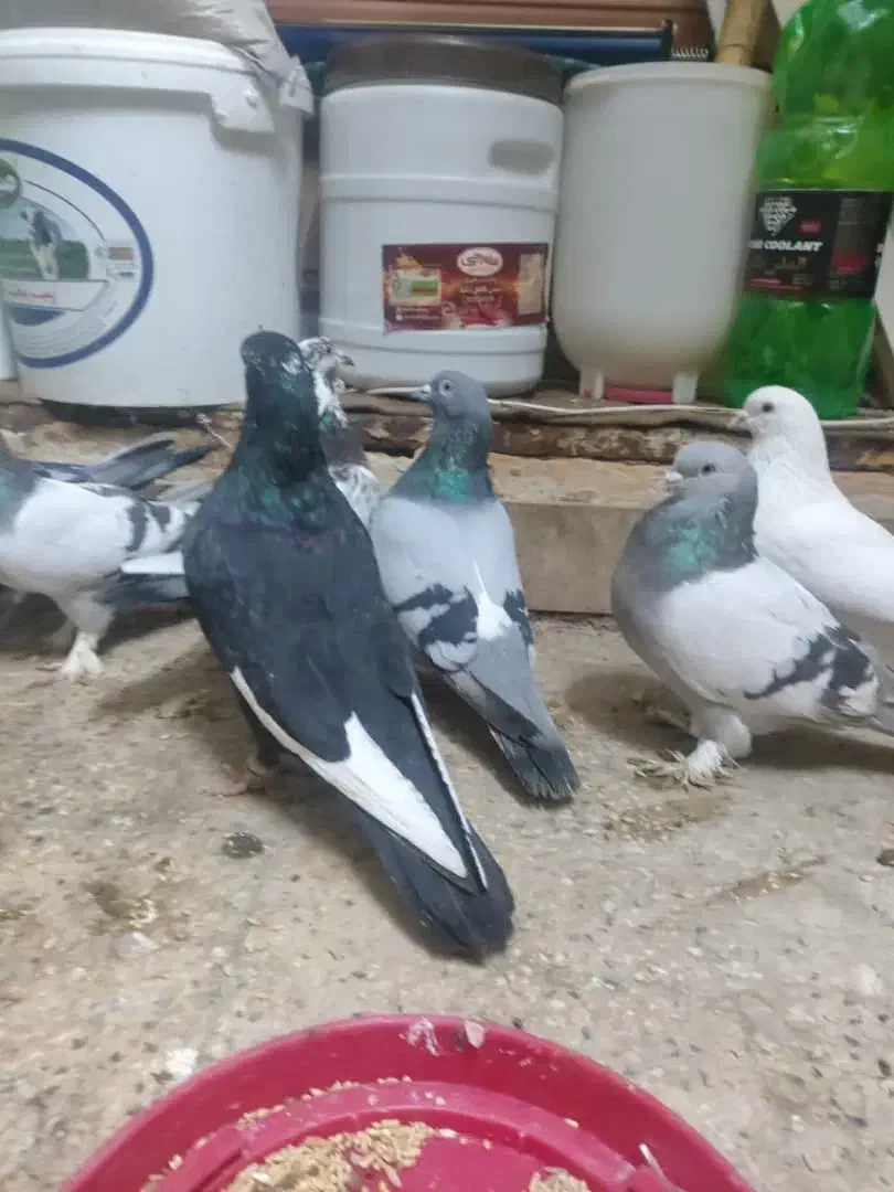 کفتر بهبونی|پرنده|شیراز, میرزاکوچک خان|دیوار