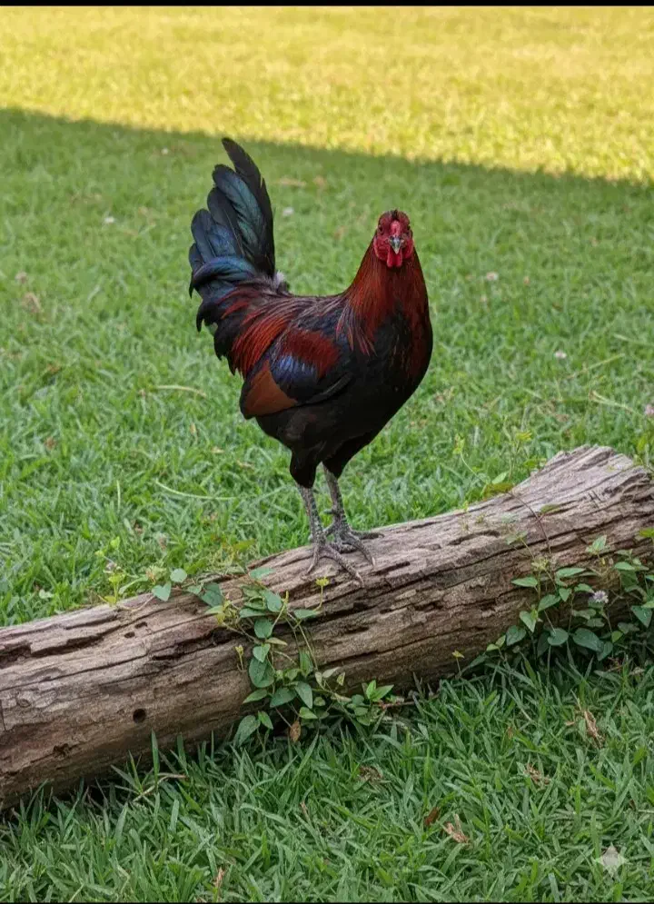 خروس یکساله بسیار سالم و تمیز|حیوانات مزرعه|شفت, |دیوار