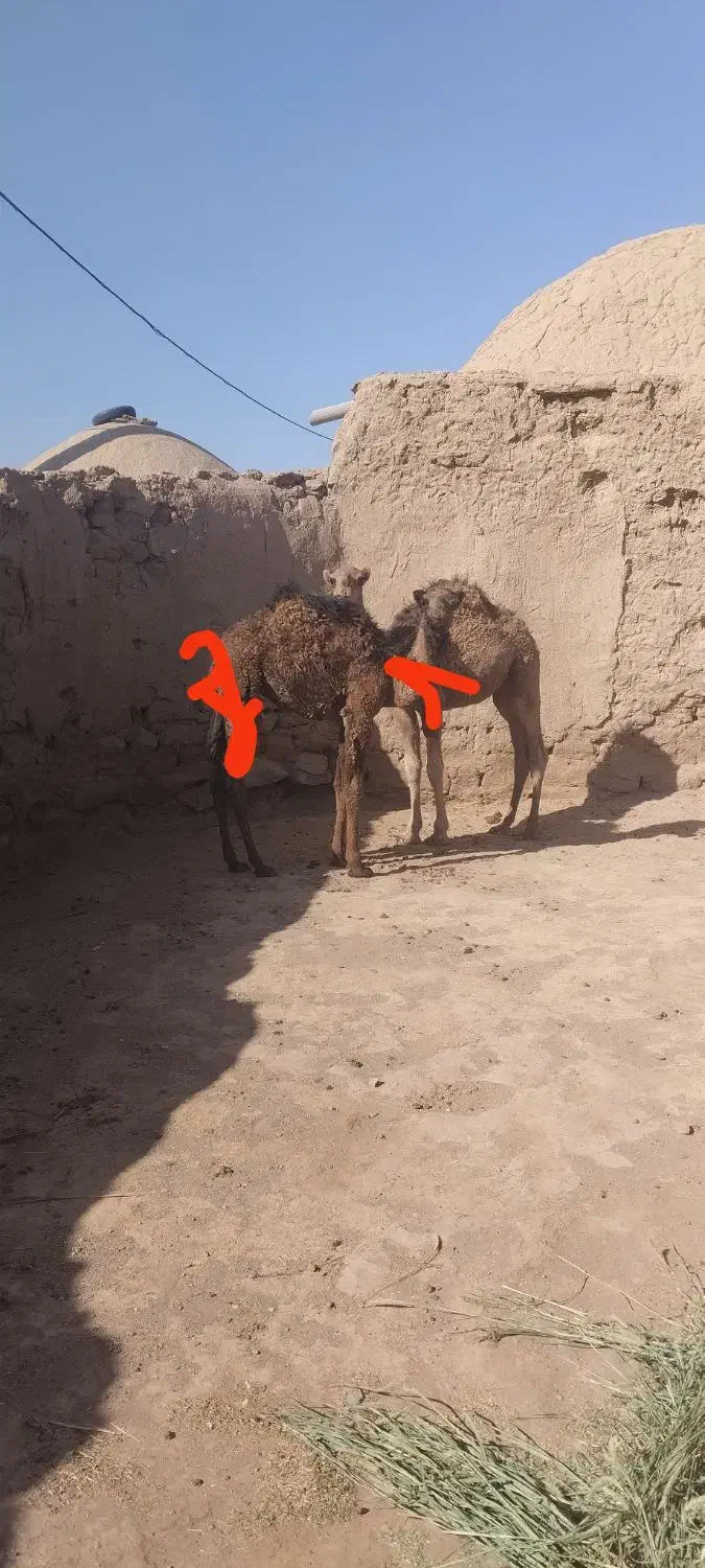 شتر بلبون|حیوانات مزرعه|جلگه ماژان, |دیوار