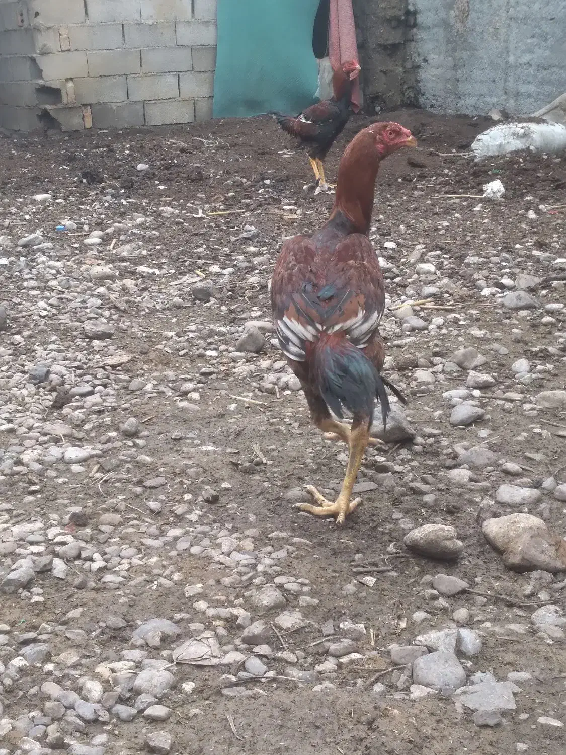 خروس لاری|حیوانات مزرعه|مزرعه کتول, |دیوار