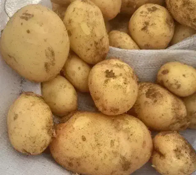 فروش سیب|خوردنی و آشامیدنی|دیواندره, |دیوار