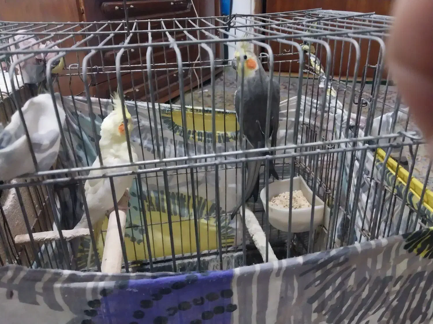 یه جفت عروس هلندی با قفس بزرگ چوبی|پرنده|بابل, |دیوار