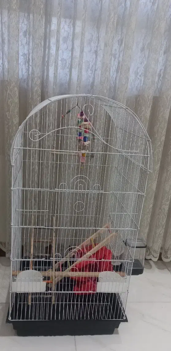 قفس عروس هلندی|لوازم جانبی حیوانات|گرمدره, |دیوار