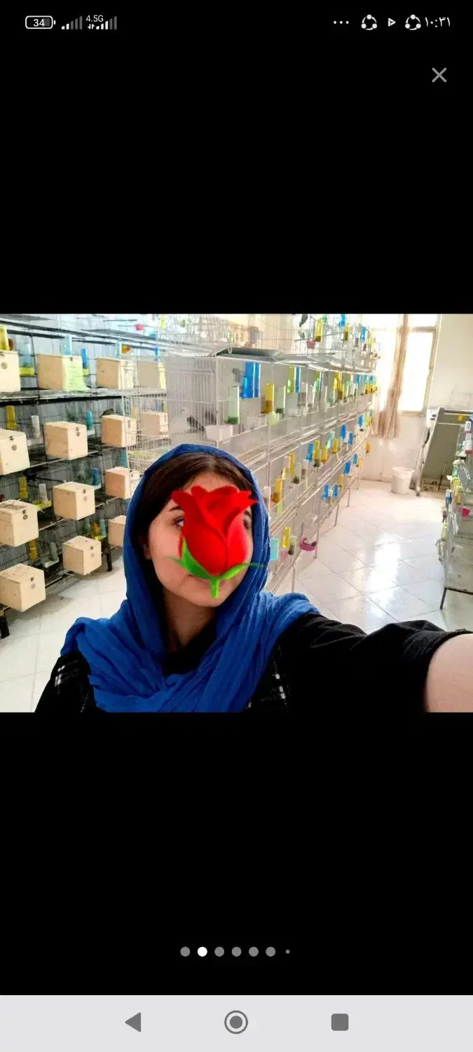 کوتوله پاربلو اوپلاین یووینگ عروس سالن قفس قناری|پرنده|تهران, آرژانتین|دیوار