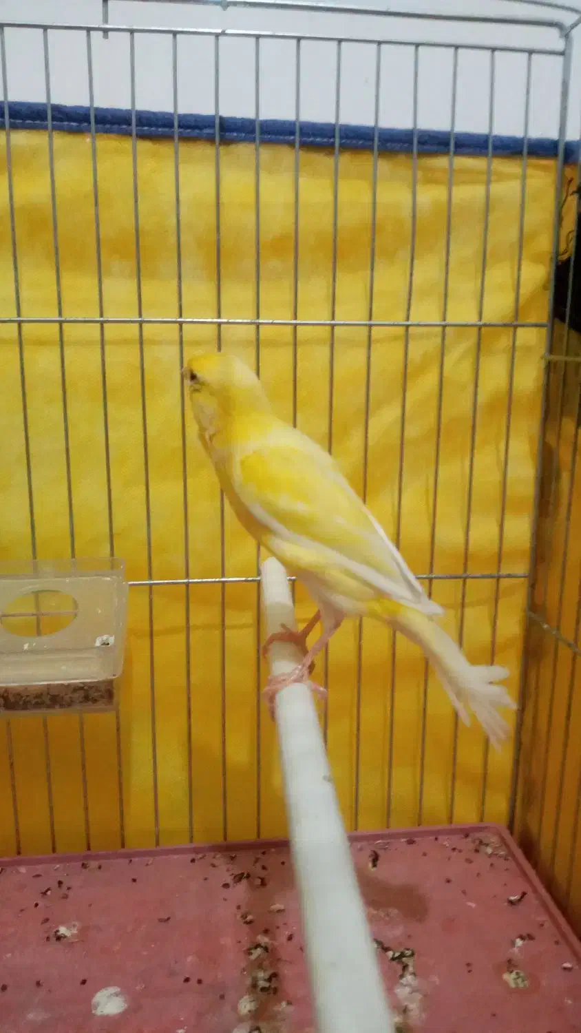 قناری نر|پرنده|اردبیل, |دیوار