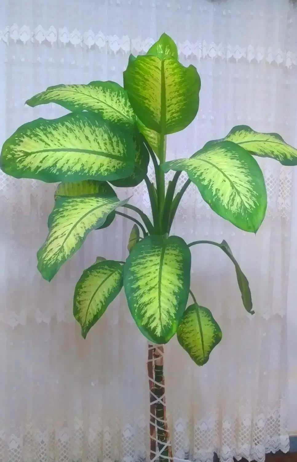 گیاه طبیعی دیفن باخیا|گل و گیاه طبیعی|ماسال, |دیوار