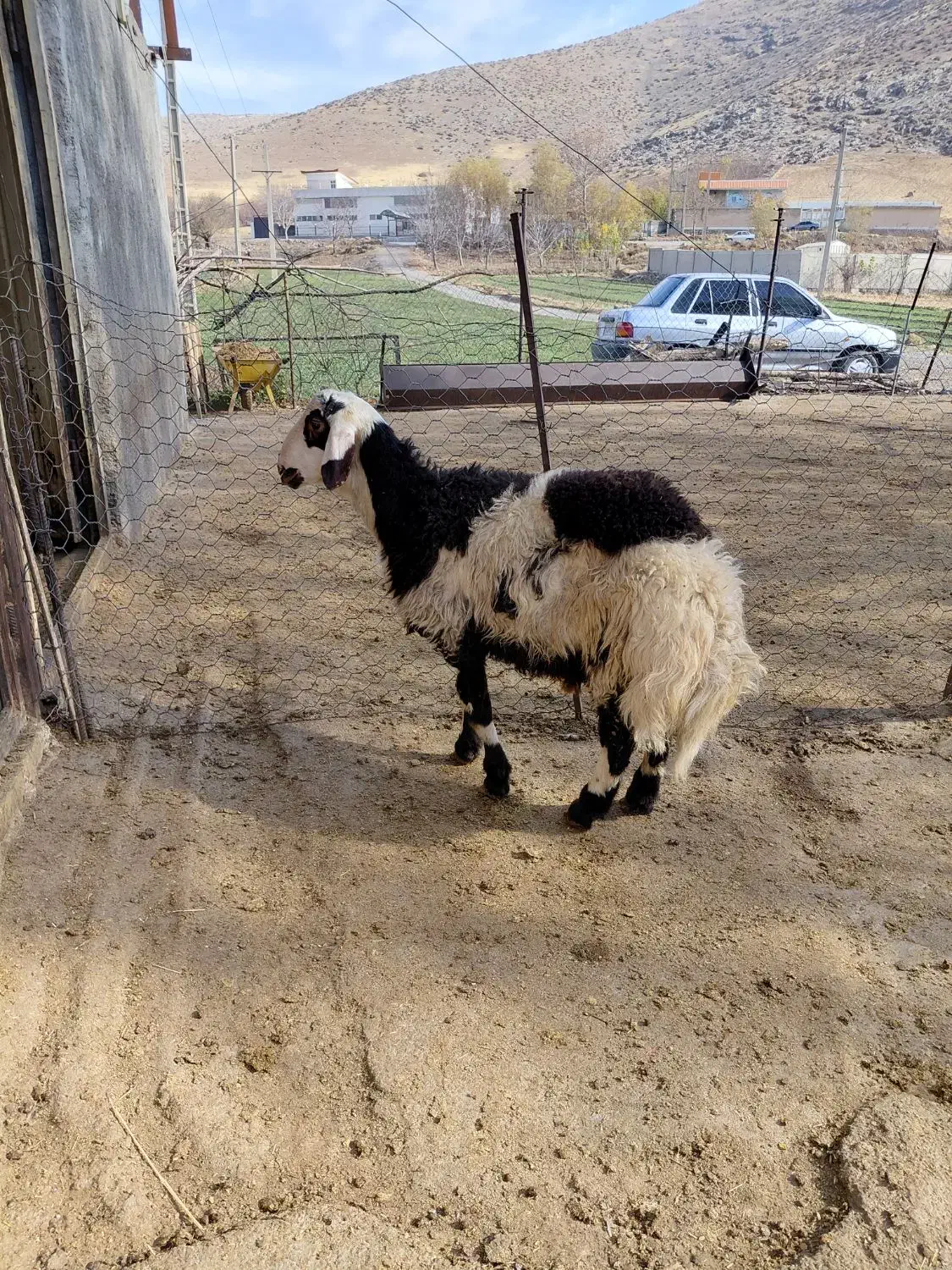 بره قوچ پلنگی خال سیاه|حیوانات مزرعه|الشتر, |دیوار