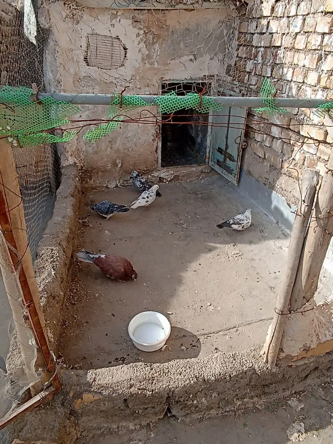 کبوتر|پرنده|خرمدره, |دیوار