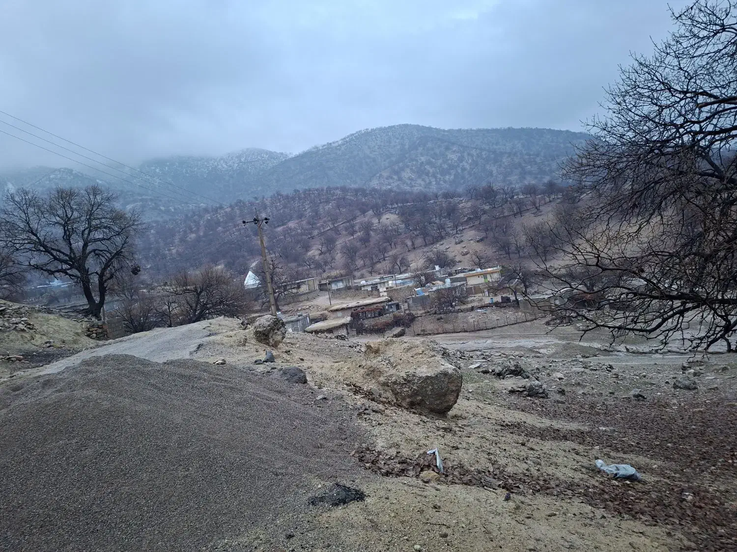 سگ خانگی پیداکردمه|حیوانات|جم, |دیوار