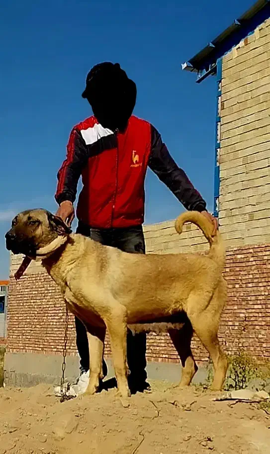 سگ ماده عراقی اصیل|سگ|صوفیان, |دیوار