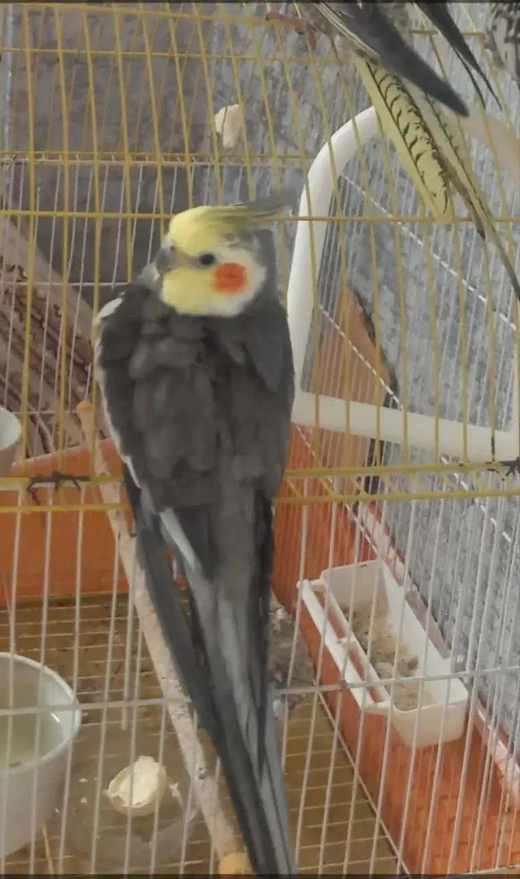 گمشده|حیوانات|ملایر, |دیوار