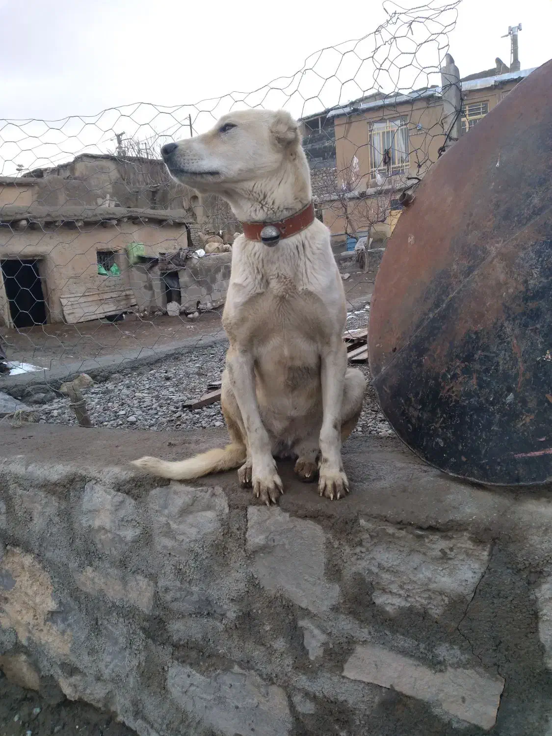 ماده سگ|سگ|شیروان (خراسان), |دیوار