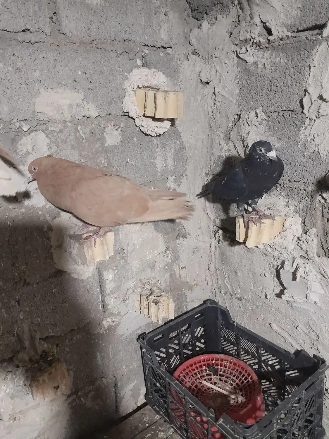 رنگی|پرنده|سوسنگرد, |دیوار