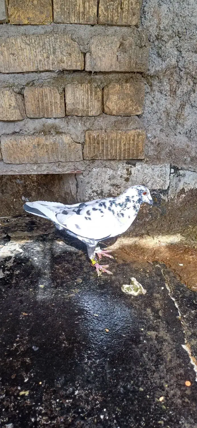 کفتر گلی ماده|پرنده|مرودشت, ژیان|دیوار