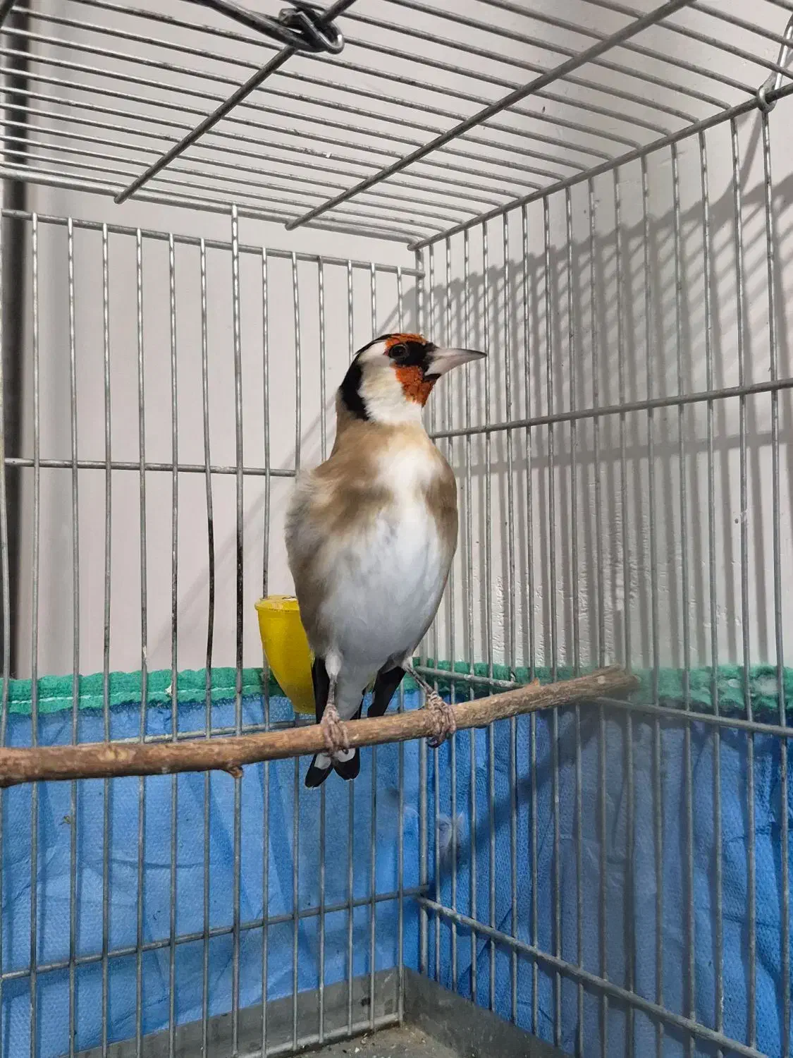 سهره نر|پرنده|همدان, |دیوار