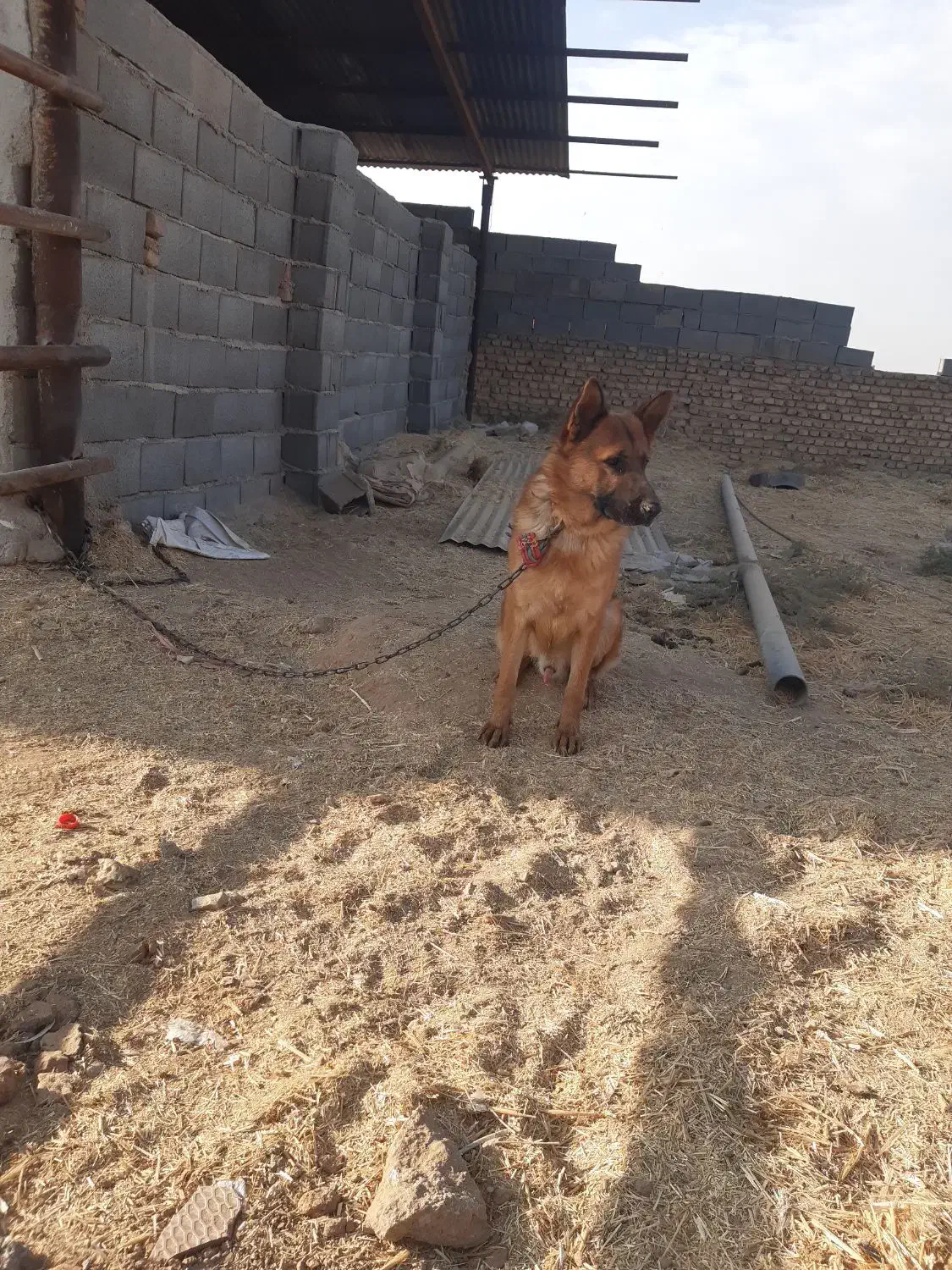 سگ ژرمن|سگ|شریف‌آباد, |دیوار