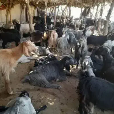 بز ترکی و دورگ موقعیت گناوه|حیوانات مزرعه|ریگ, |دیوار