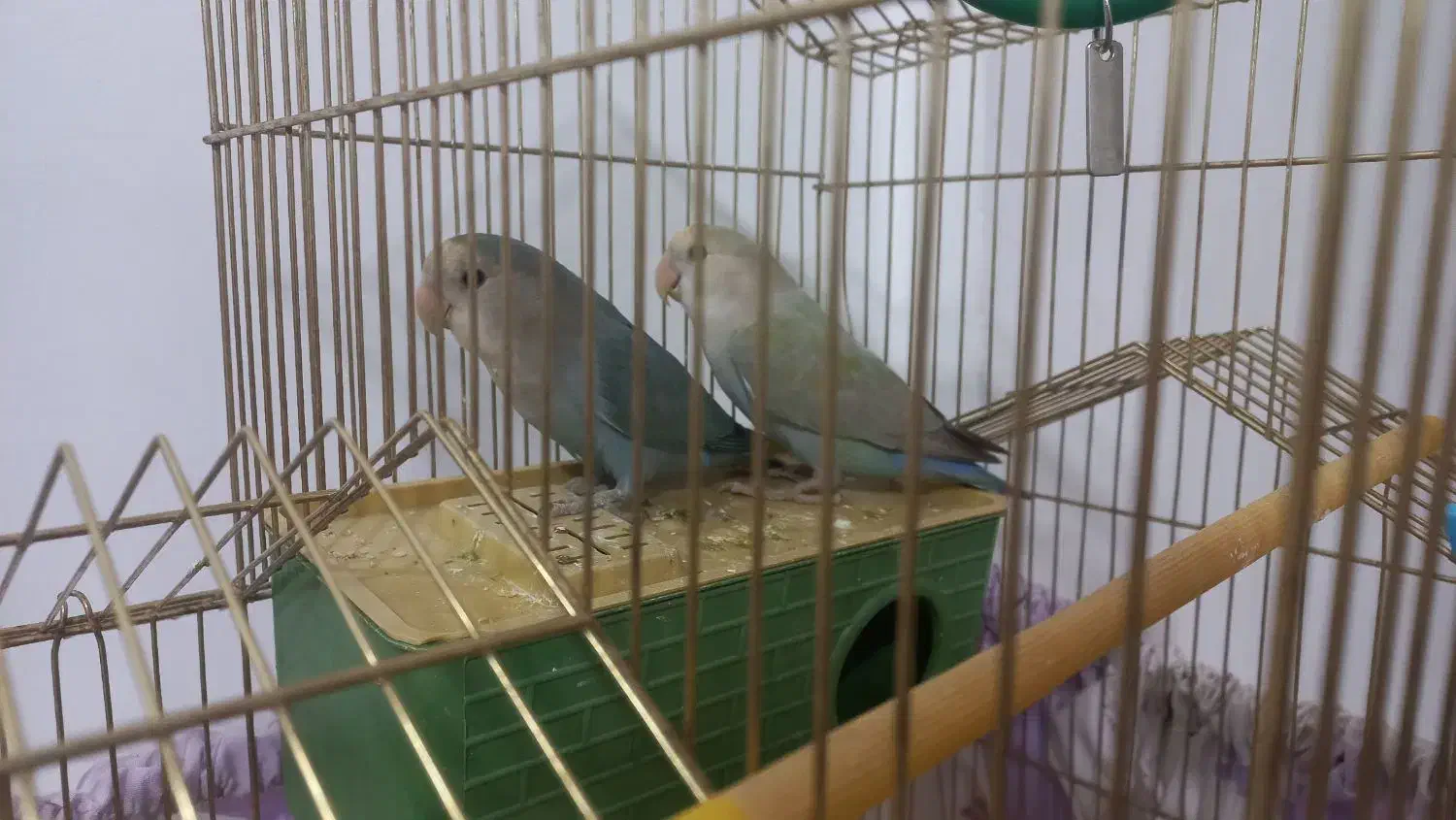 طوطی برزیلی|پرنده|نسیم‌شهر, |دیوار