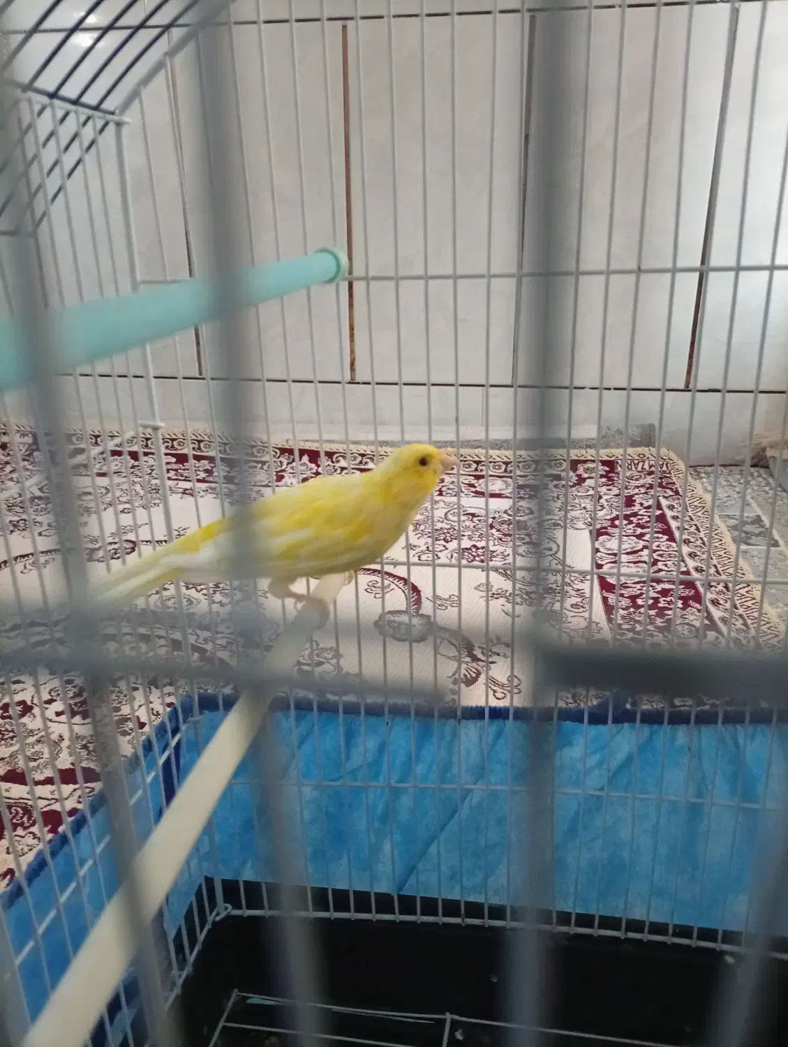 قناری|پرنده|فارسان, |دیوار