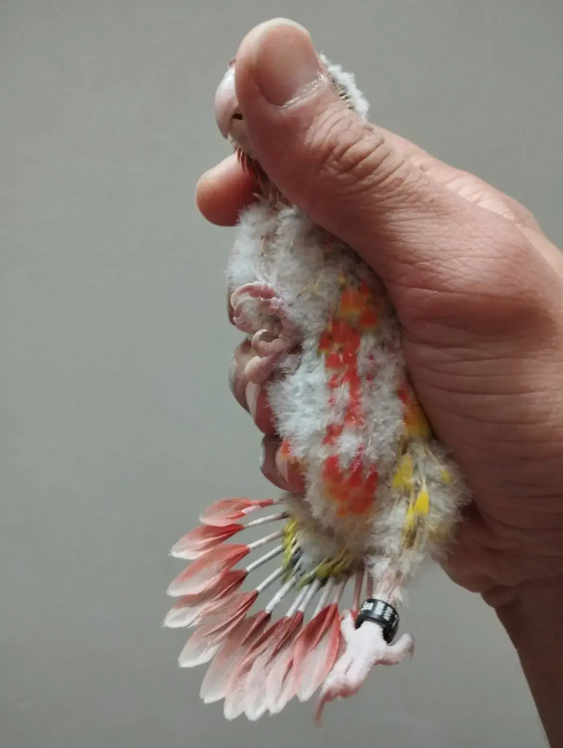 جوجه سرلاکی گرین چیک گرینچیک طوطی  عروس کوتوله|پرنده|مشهد, کوی المهدی|دیوار